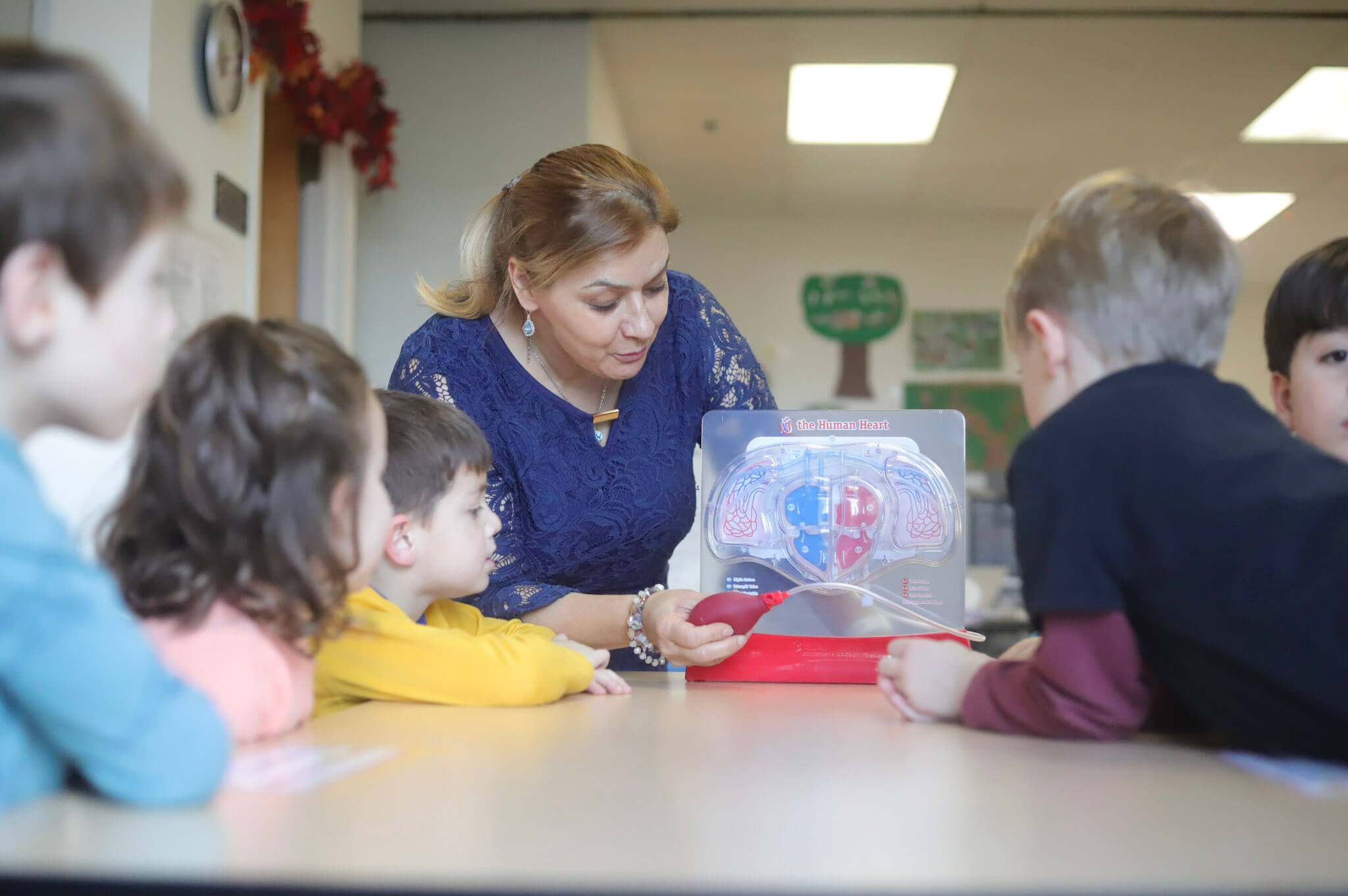 Kindergarten_5 Teacher engaging a small group of children in a science activity, demonstrating with a human heart model on a classroom table.